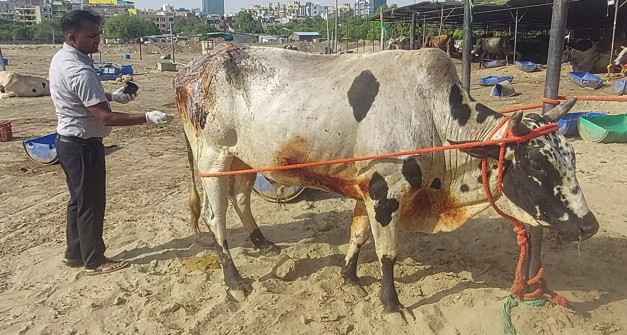 Mahadev Nandi Baba acid burn rescue and treatment